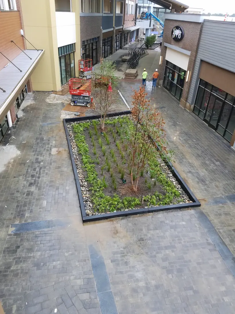 Planted garden bed between buildings, fresh green foliage